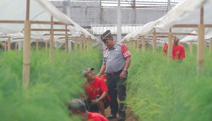 Asparagus Cultivation is A Leading Coaching Program for Prisoners at Bangli Narcotics Prison